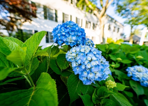 Blue hydrangeas blooming in front of a white colonial home in a New England suburb