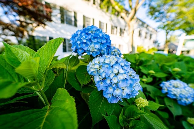 Blue hydrangeas blooming in front of a white colonial home in a New England suburb